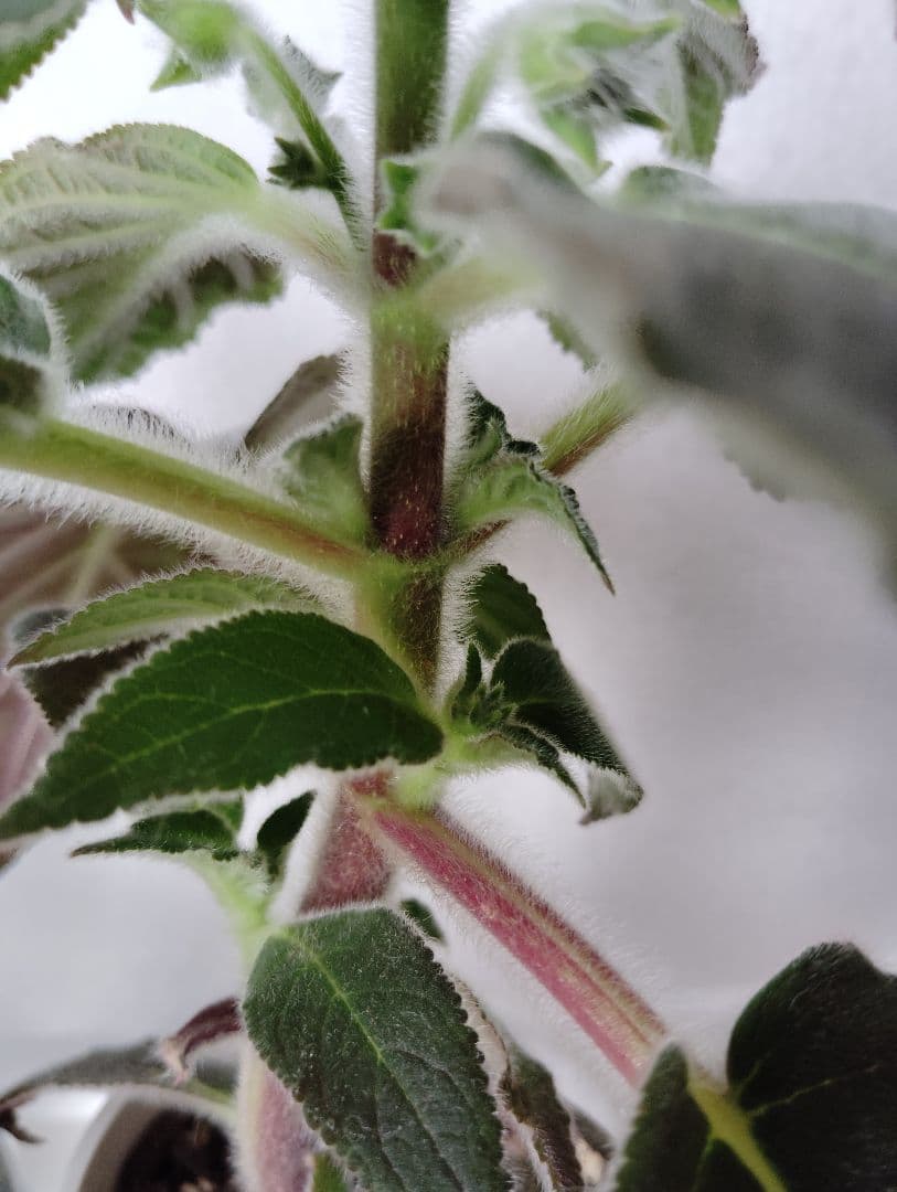 ロビンママ様確認用、ジャーデンデモネと筒アナナス