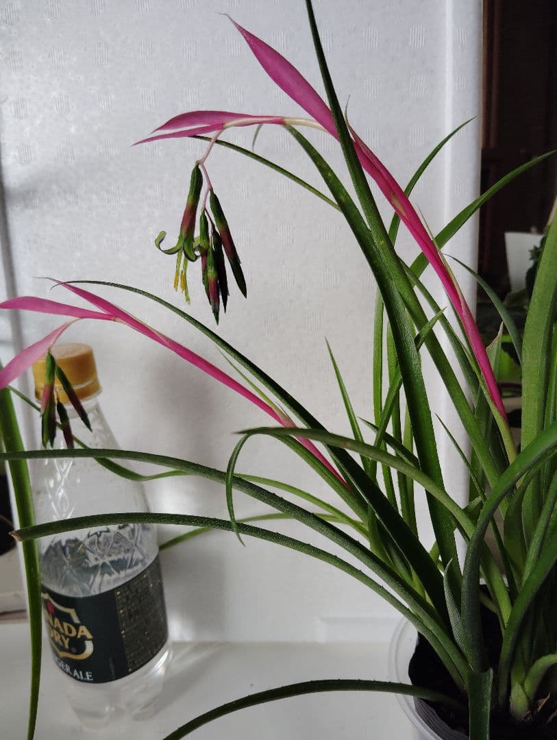 ロビンママ様確認用、ジャーデンデモネと筒アナナス