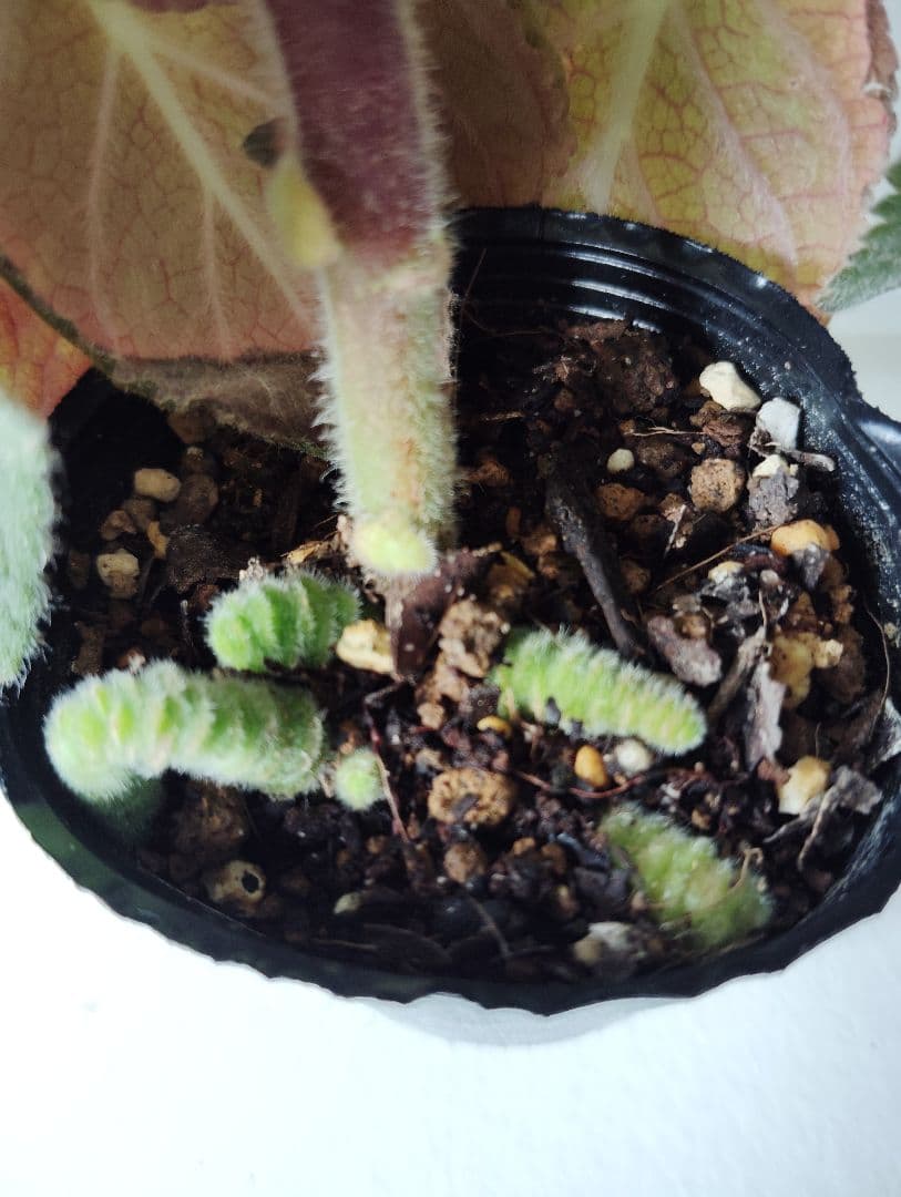 ロビンママ様確認用、ジャーデンデモネと筒アナナス