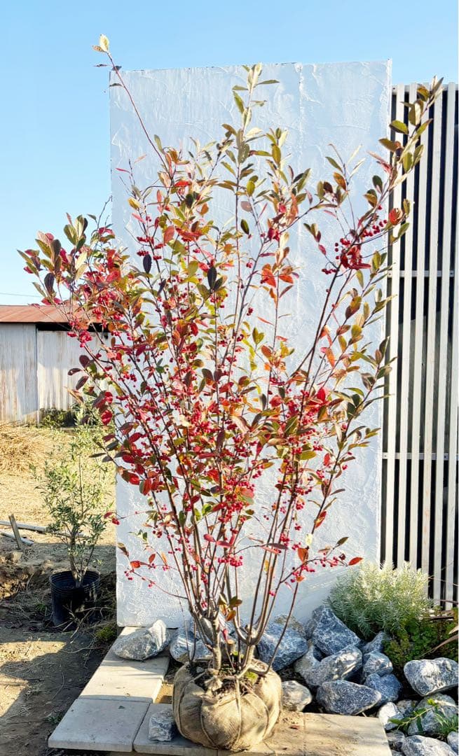 優良株。アロニアクックベリー株立ち2.5M(鉢底から)品番B