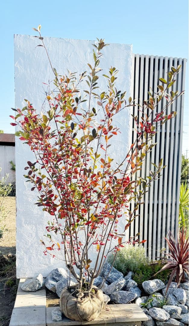 優良株。アロニアクックベリー株立ち2.5M(鉢底から)品番B