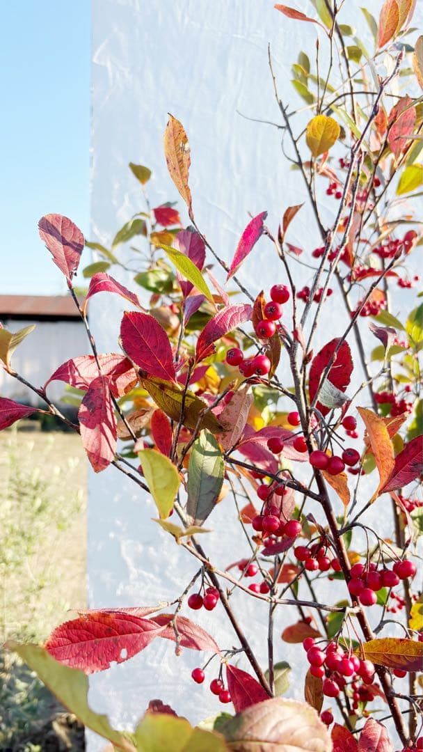 優良株。アロニアクックベリー株立ち2.5M(鉢底から)品番B