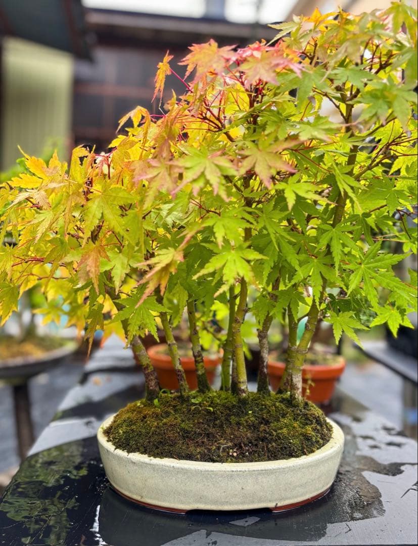 盆栽　山もみじ　寄せ植え