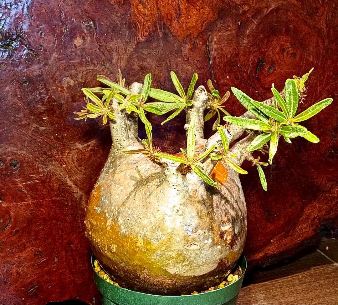 枝数多め　パキポディウム　グラキリス