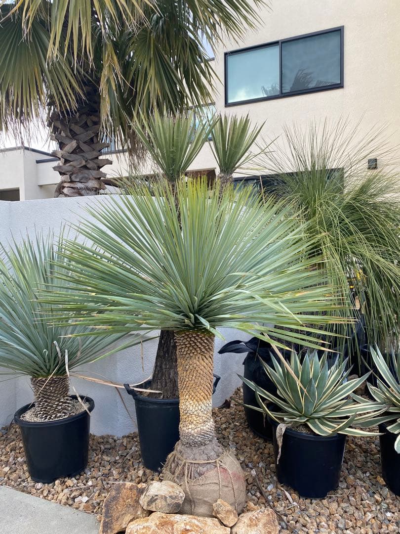 ユッカロストラータ