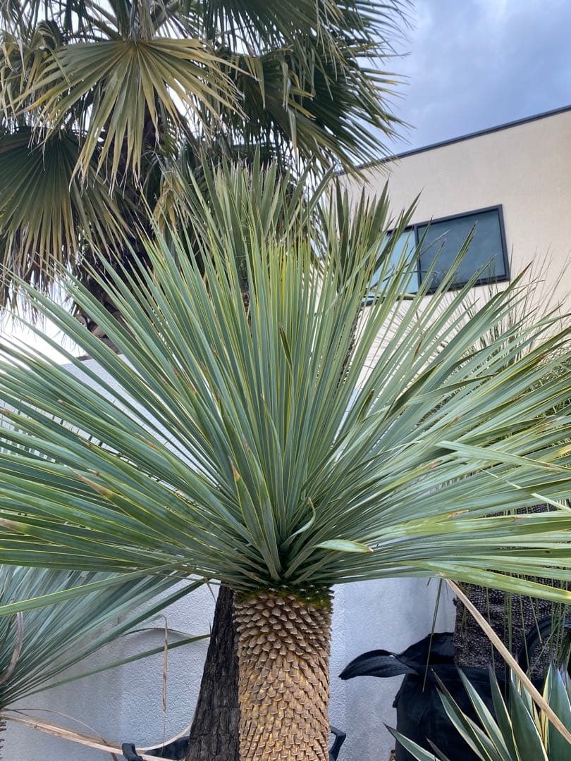 ユッカロストラータ