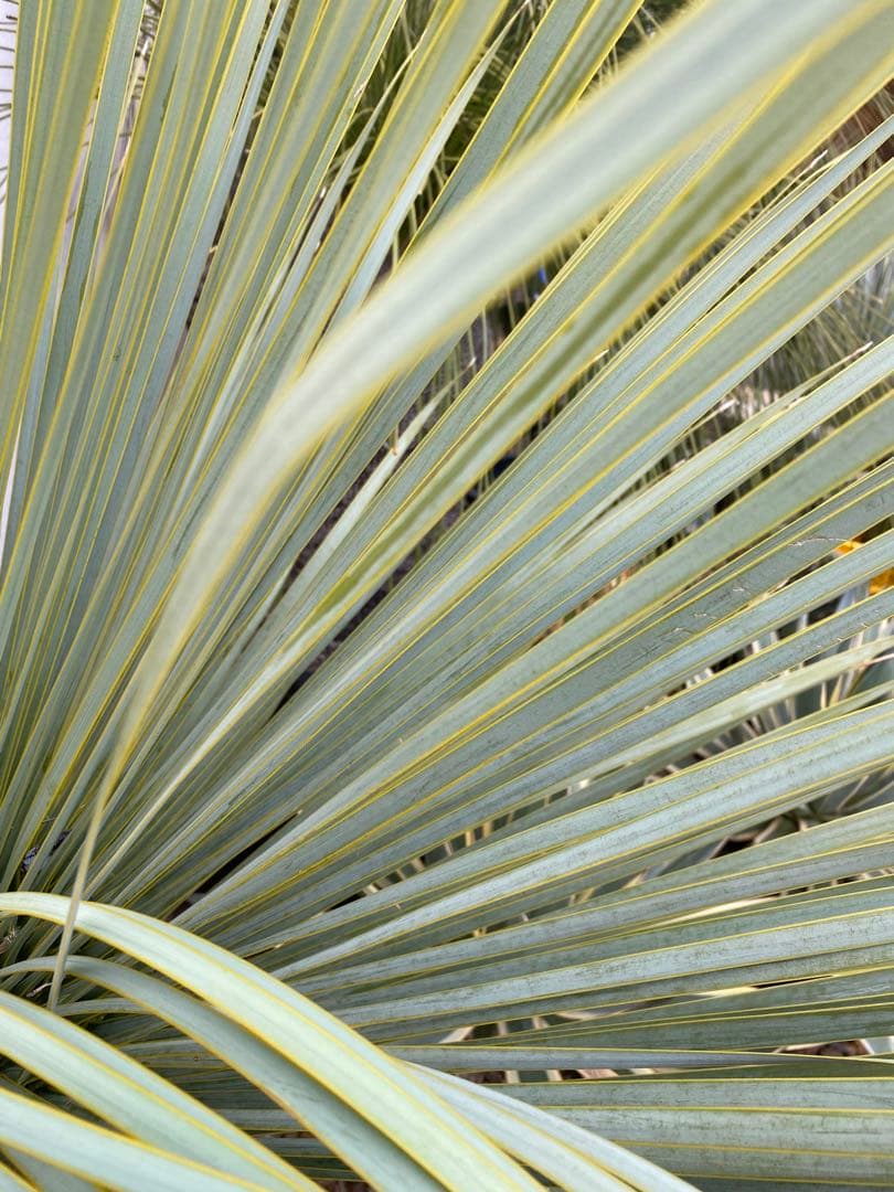 ユッカロストラータ