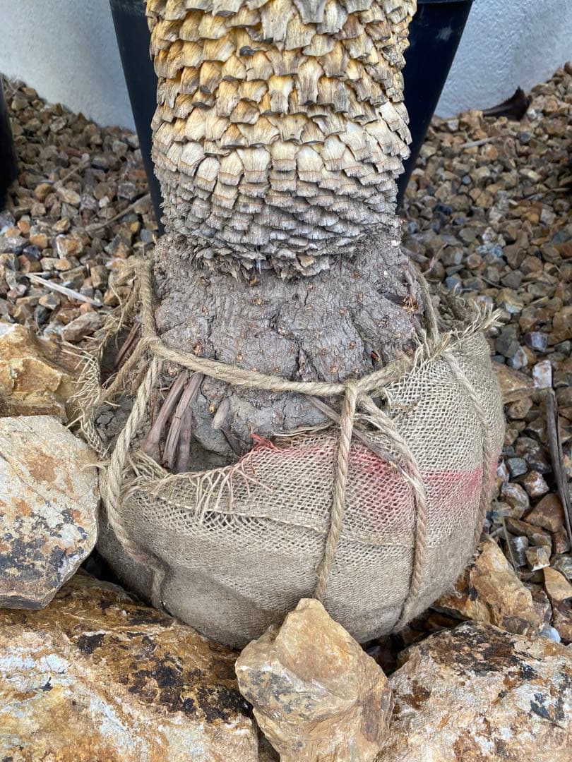 ユッカロストラータ