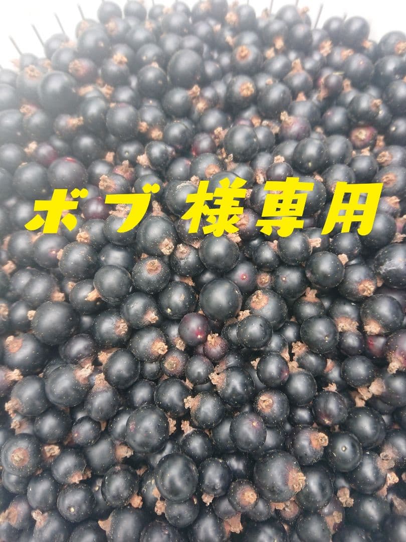 弘前産冷凍カシス20キロ