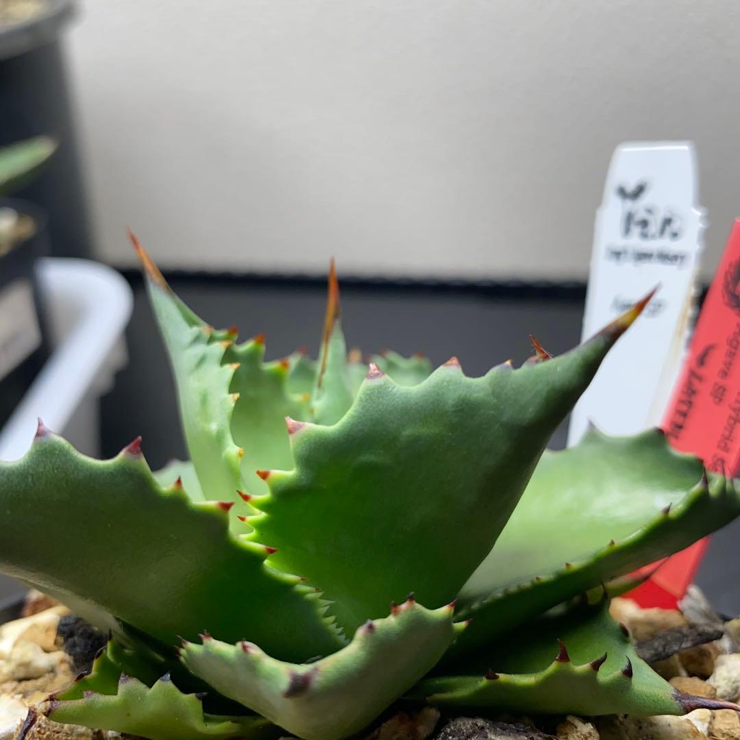 ヤンチェン　Late産　謎ハイブリッド　sp アガベ