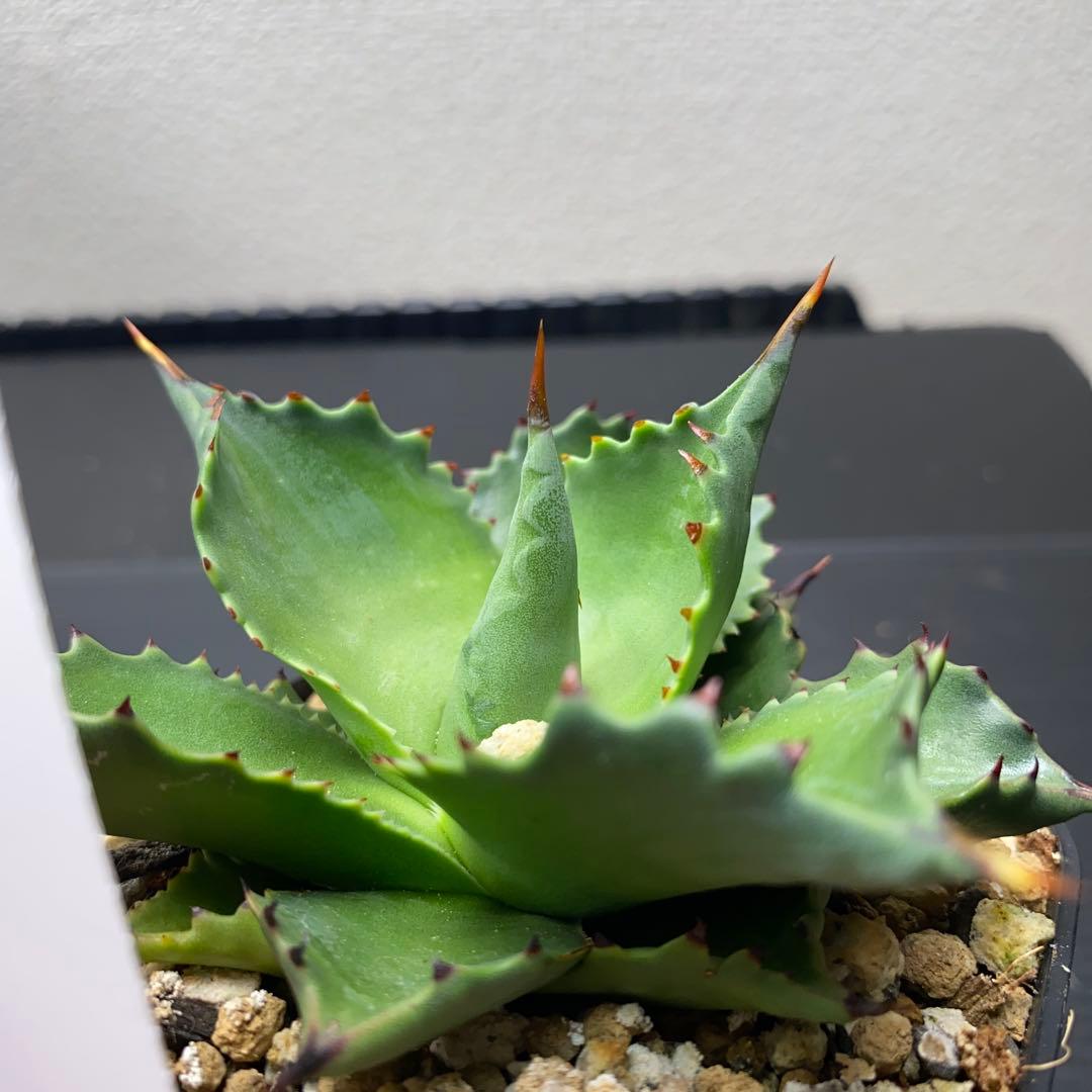 ヤンチェン　Late産　謎ハイブリッド　sp アガベ