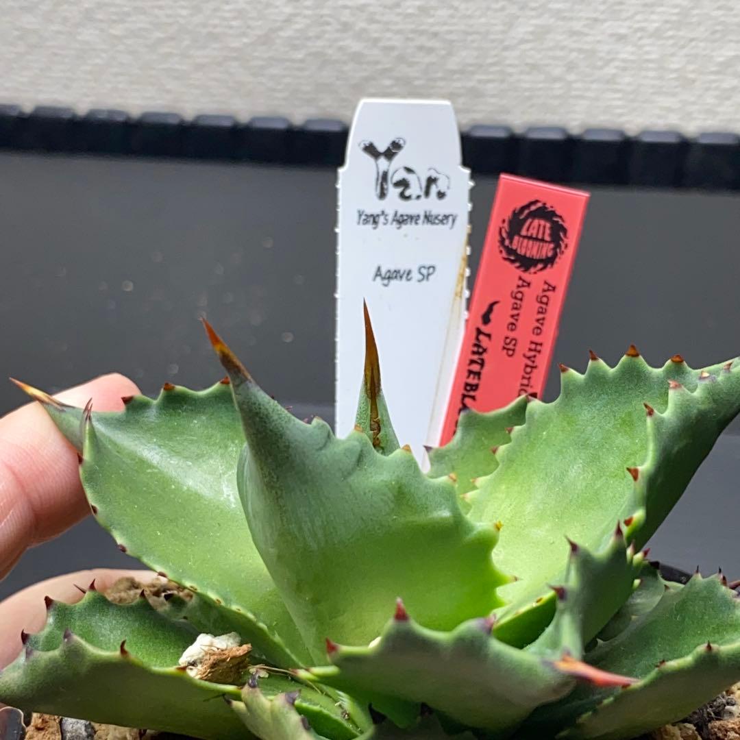 ヤンチェン　Late産　謎ハイブリッド　sp アガベ