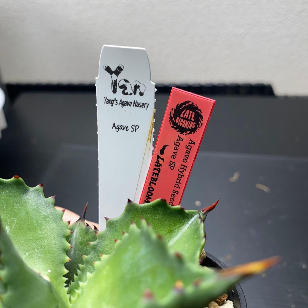 ヤンチェン　Late産　謎ハイブリッド　sp アガベ