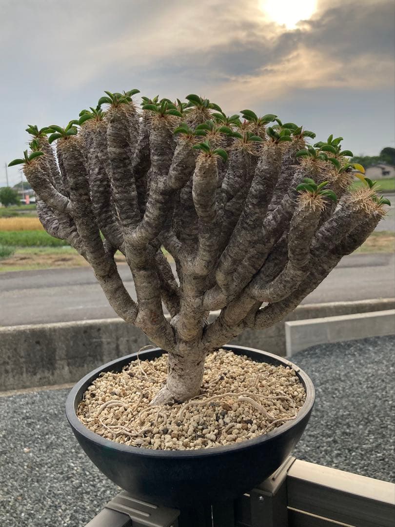 ギラウミニア　現地球