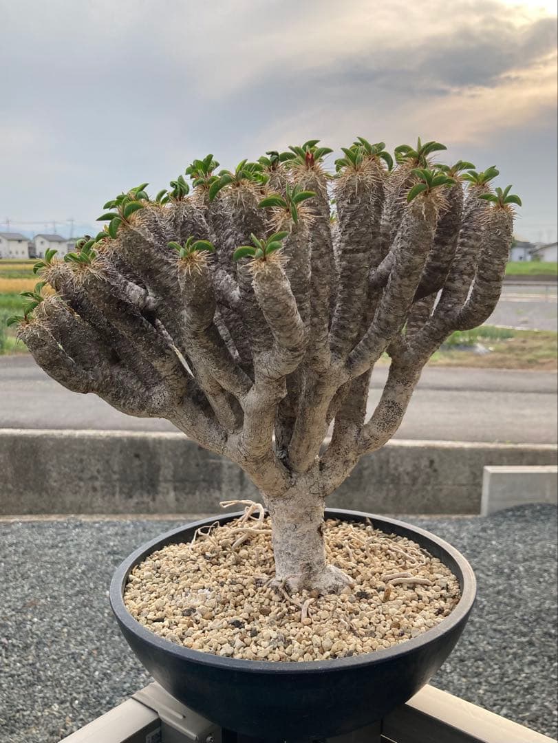 ギラウミニア　現地球