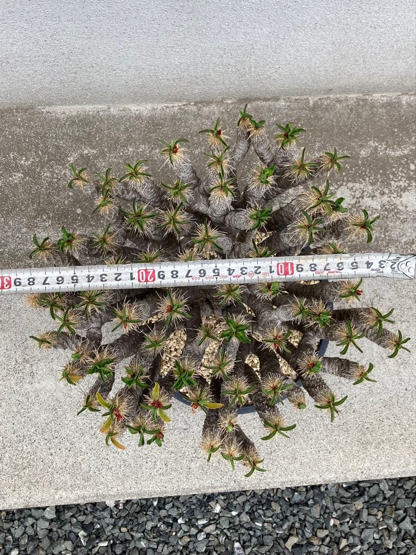 ギラウミニア　現地球