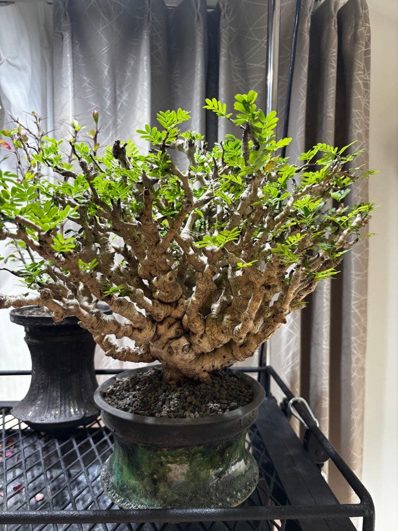 極上コレクション株 センナメリディオナリス