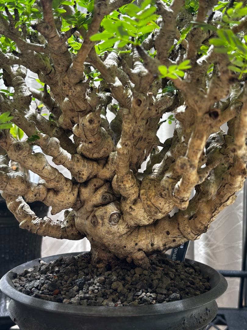 極上コレクション株 センナメリディオナリス