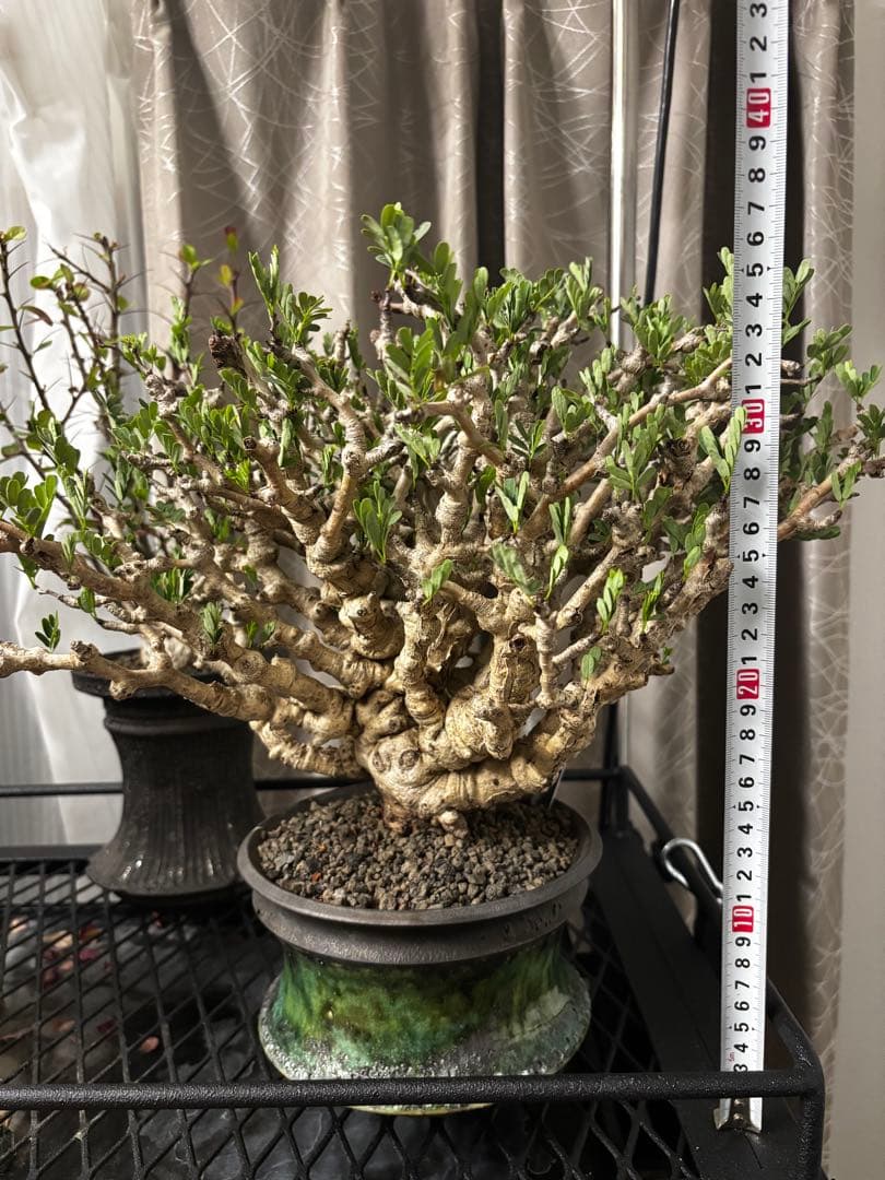 極上コレクション株 センナメリディオナリス