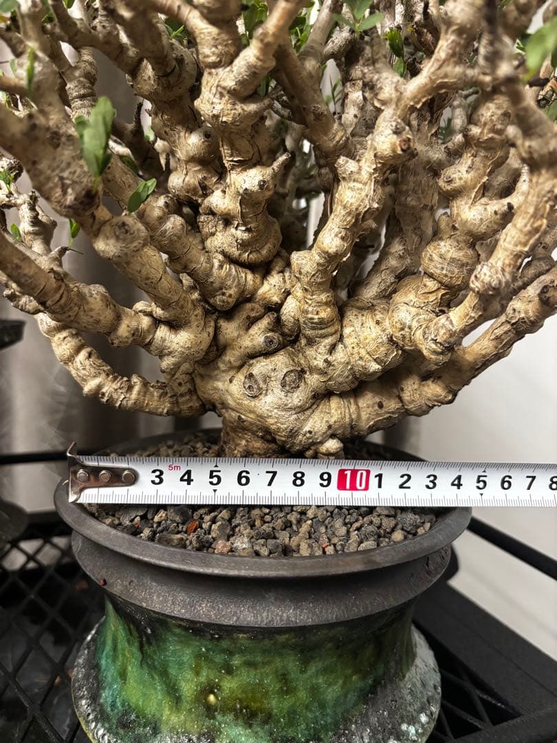 極上コレクション株 センナメリディオナリス