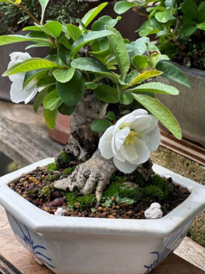 寒ボケ白花　盆栽　樹高10cm