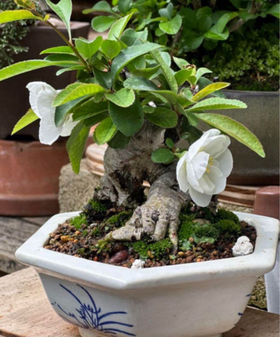 寒ボケ白花　盆栽　樹高10cm