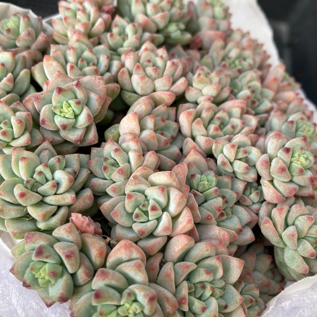 エケベリア　韓国苗　超特大サイズ　キャラメルスプライト群生　多肉植物　ポコ多肉