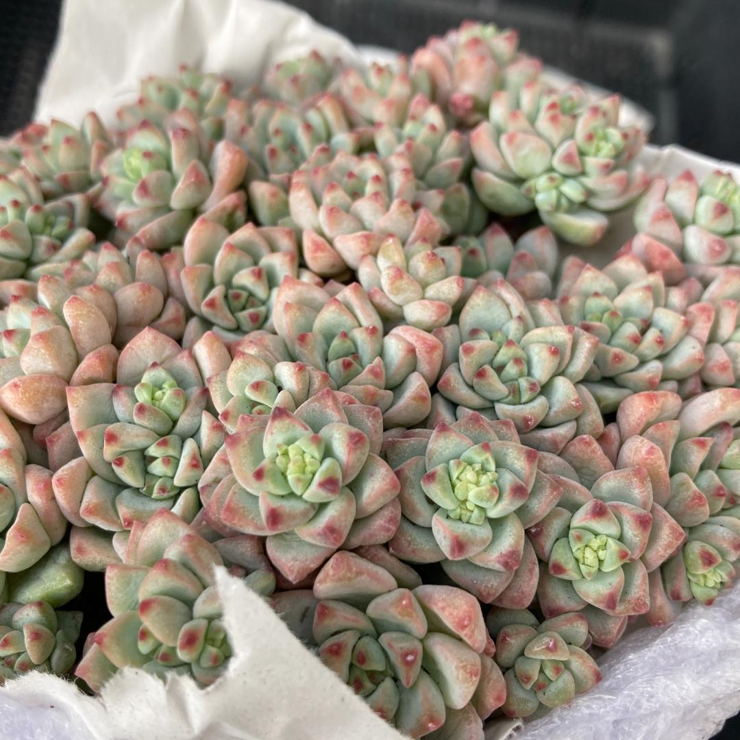 エケベリア　韓国苗　超特大サイズ　キャラメルスプライト群生　多肉植物　ポコ多肉