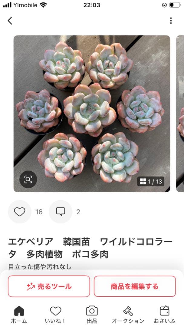 エケベリア　韓国苗　超特大サイズ　キャラメルスプライト群生　多肉植物　ポコ多肉