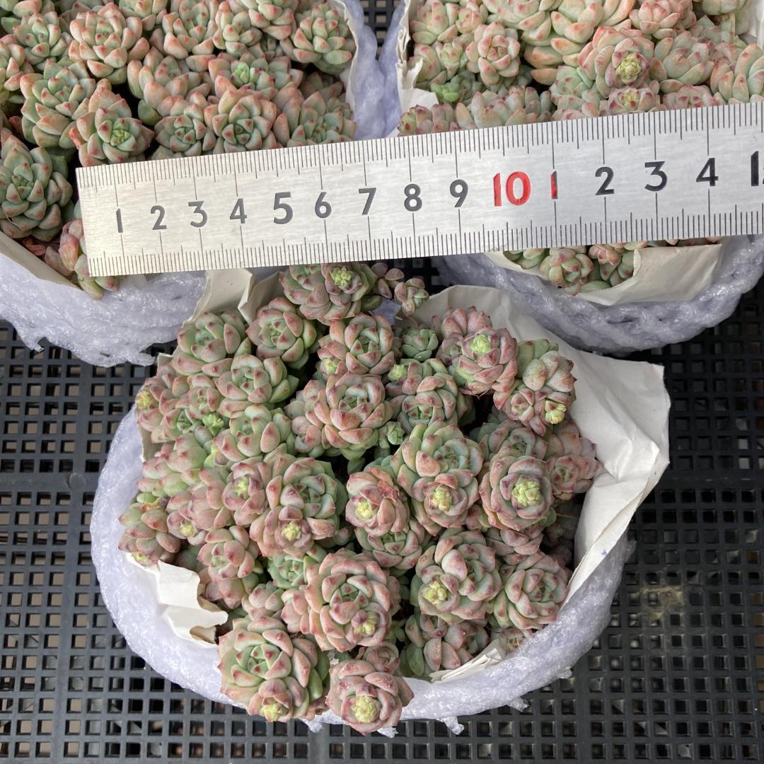 エケベリア　韓国苗　超特大サイズ　キャラメルスプライト群生　多肉植物　ポコ多肉