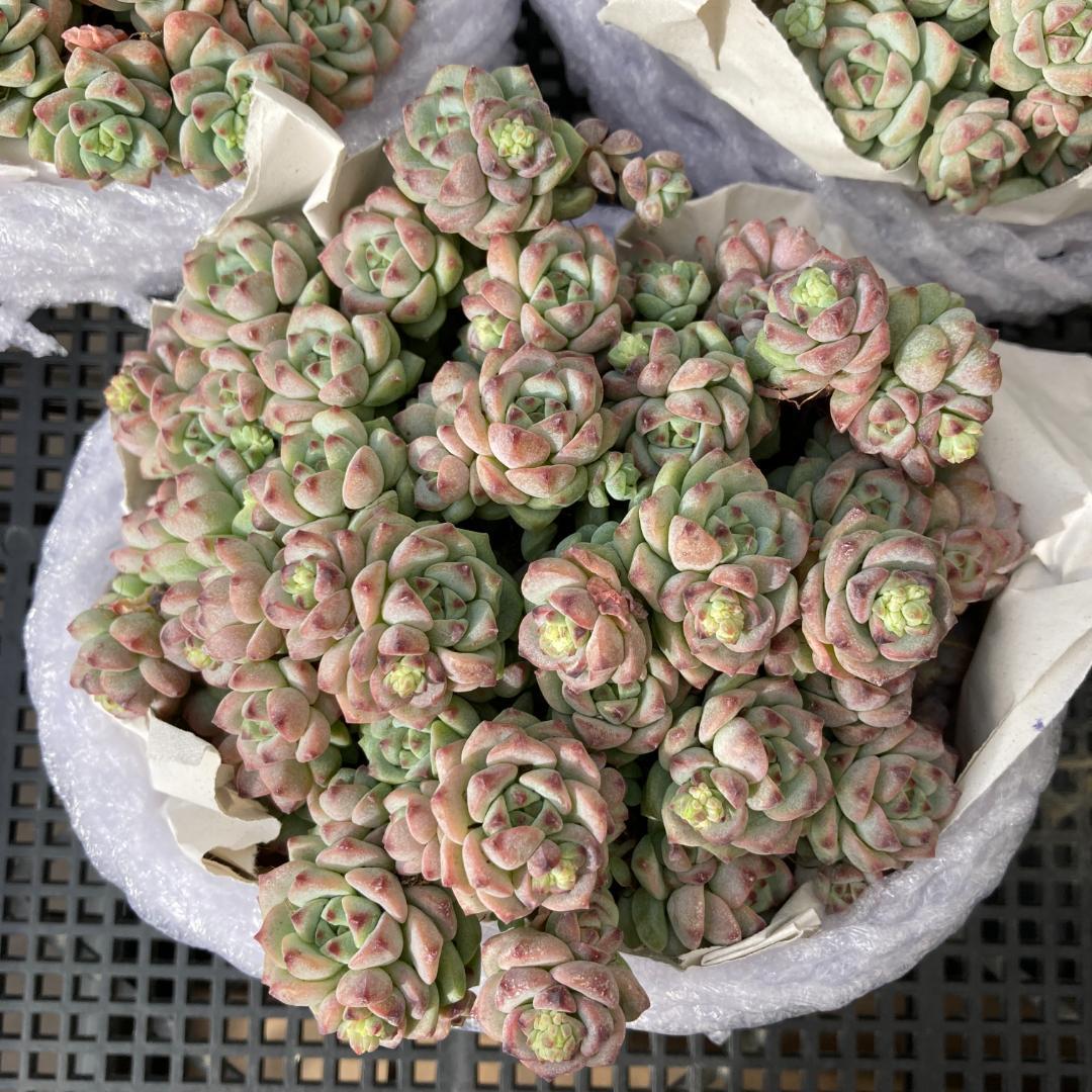 エケベリア　韓国苗　超特大サイズ　キャラメルスプライト群生　多肉植物　ポコ多肉