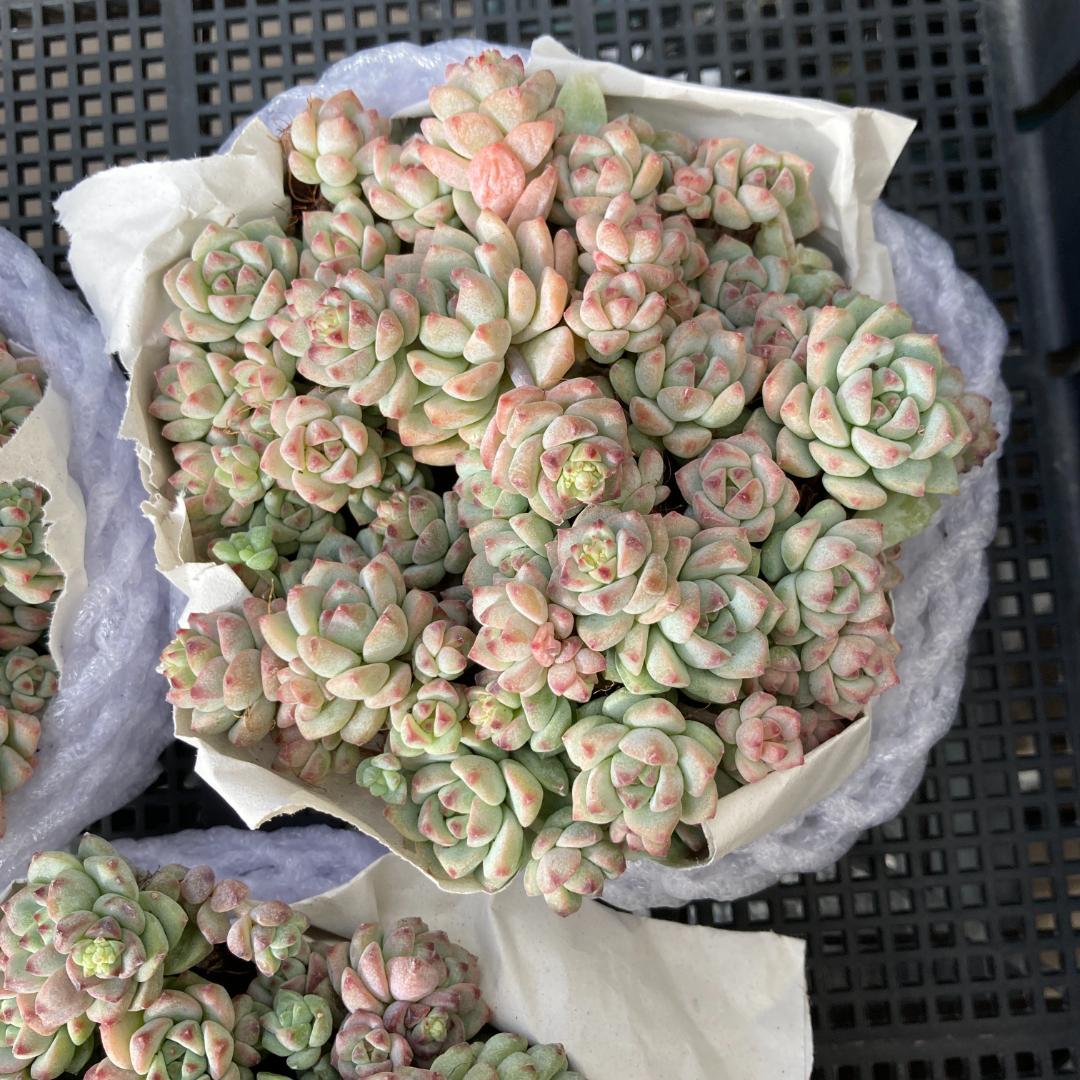 エケベリア　韓国苗　超特大サイズ　キャラメルスプライト群生　多肉植物　ポコ多肉