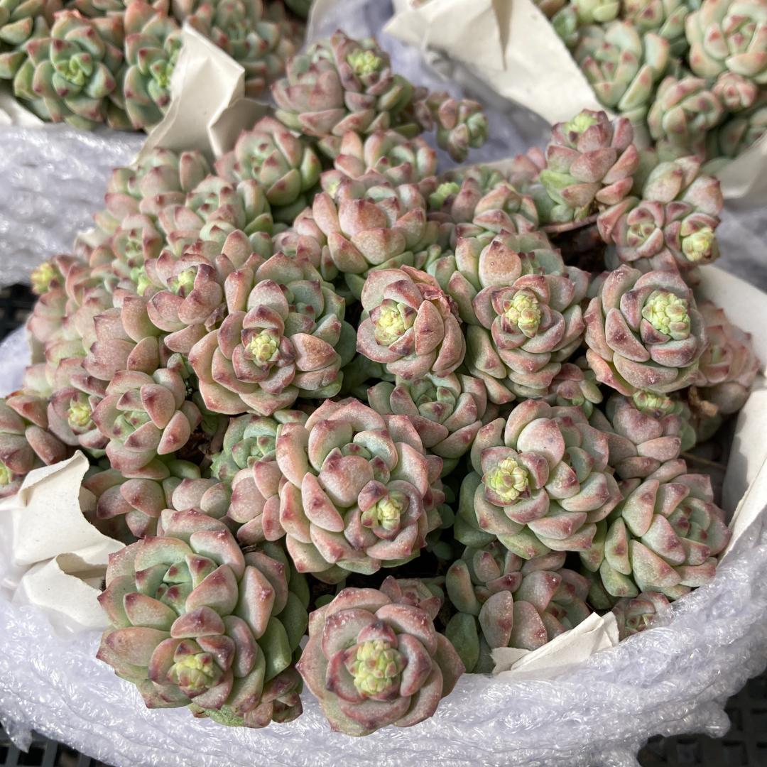 エケベリア　韓国苗　超特大サイズ　キャラメルスプライト群生　多肉植物　ポコ多肉