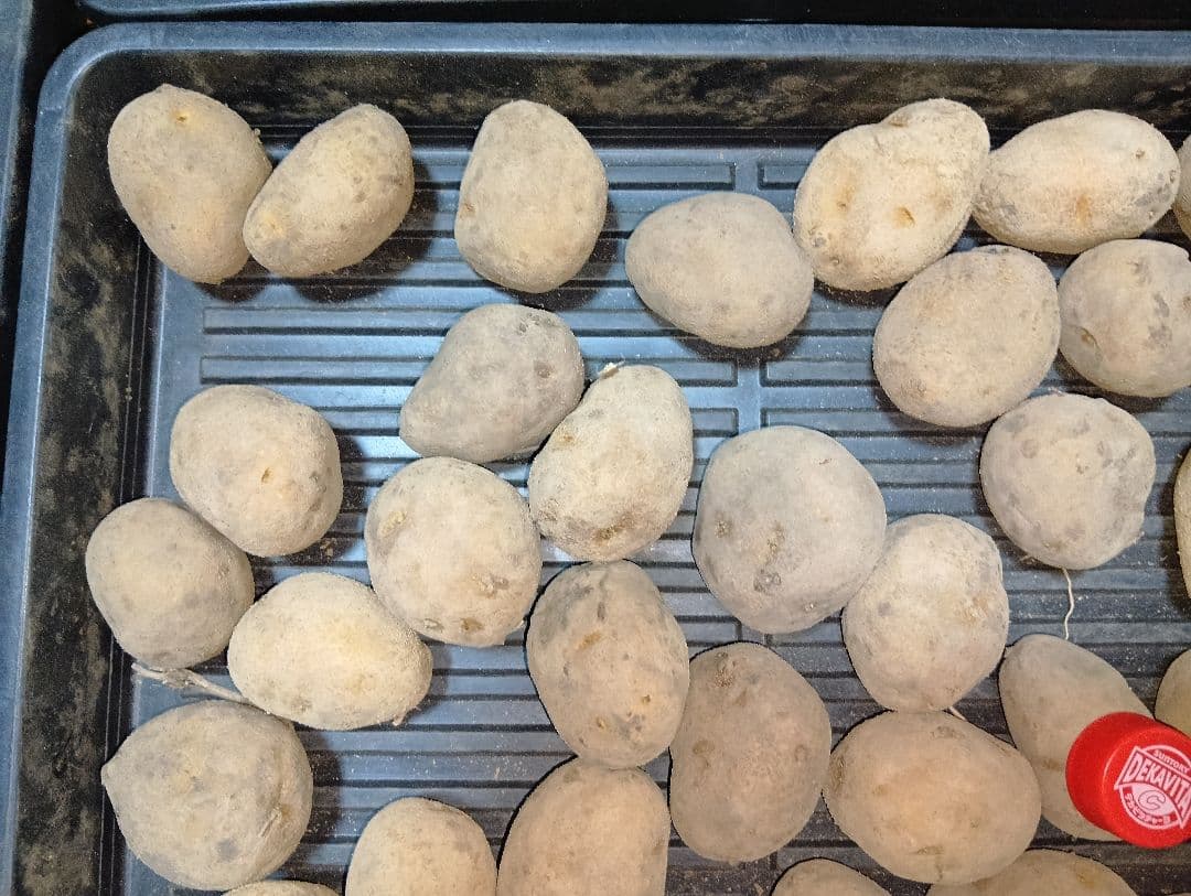 10kg m134 インカのめざめ 種芋