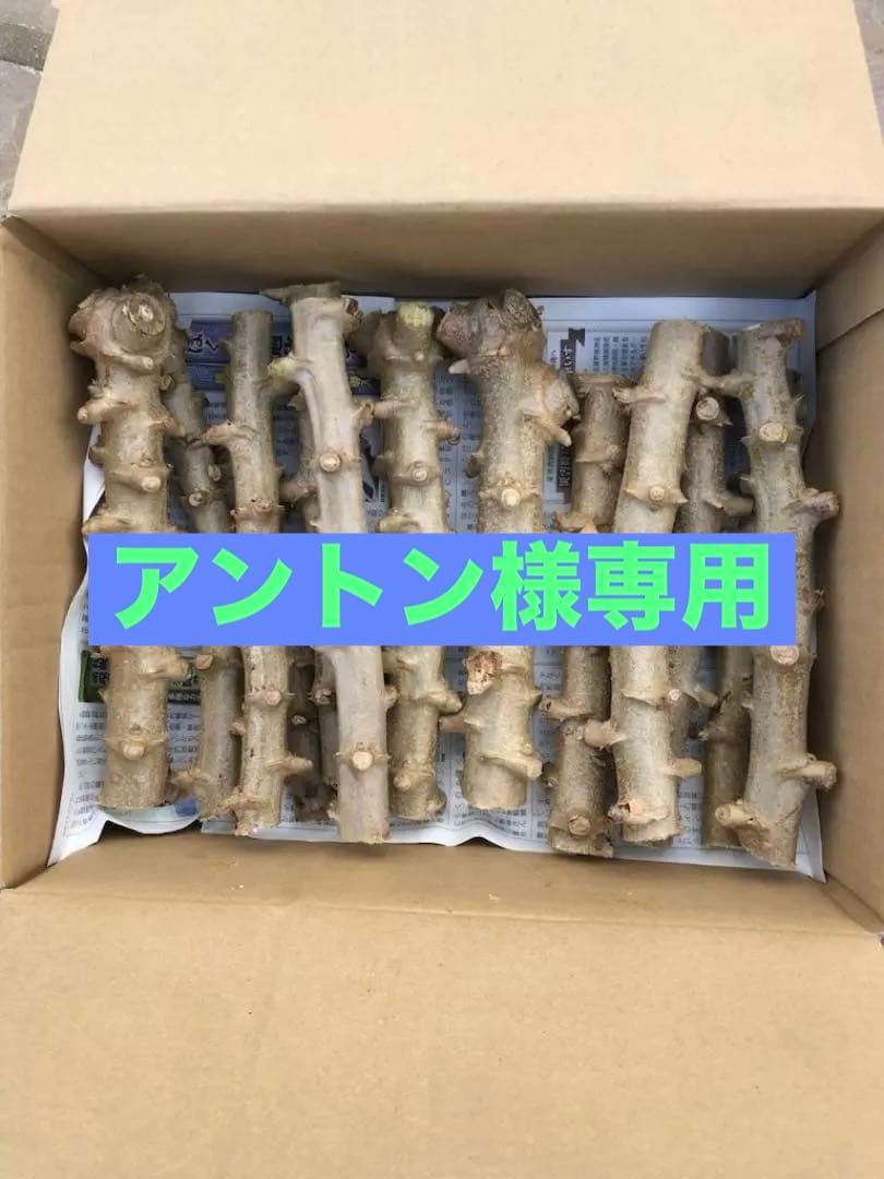 徳之島産キャサバ苗挿木用500本入り アントン取り置き3／7発送