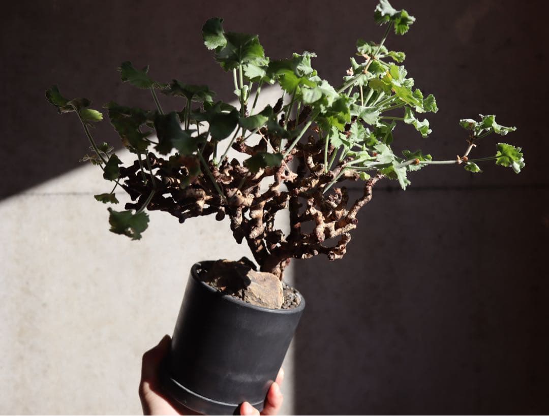 現地株　発根済み　ペラルゴニウム　ミラビレ