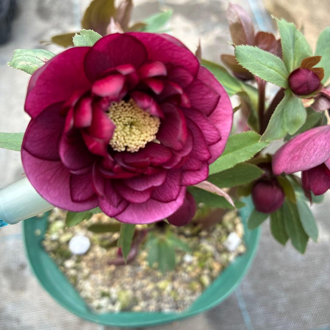 クリスマスローズ　極上レッド　７寸