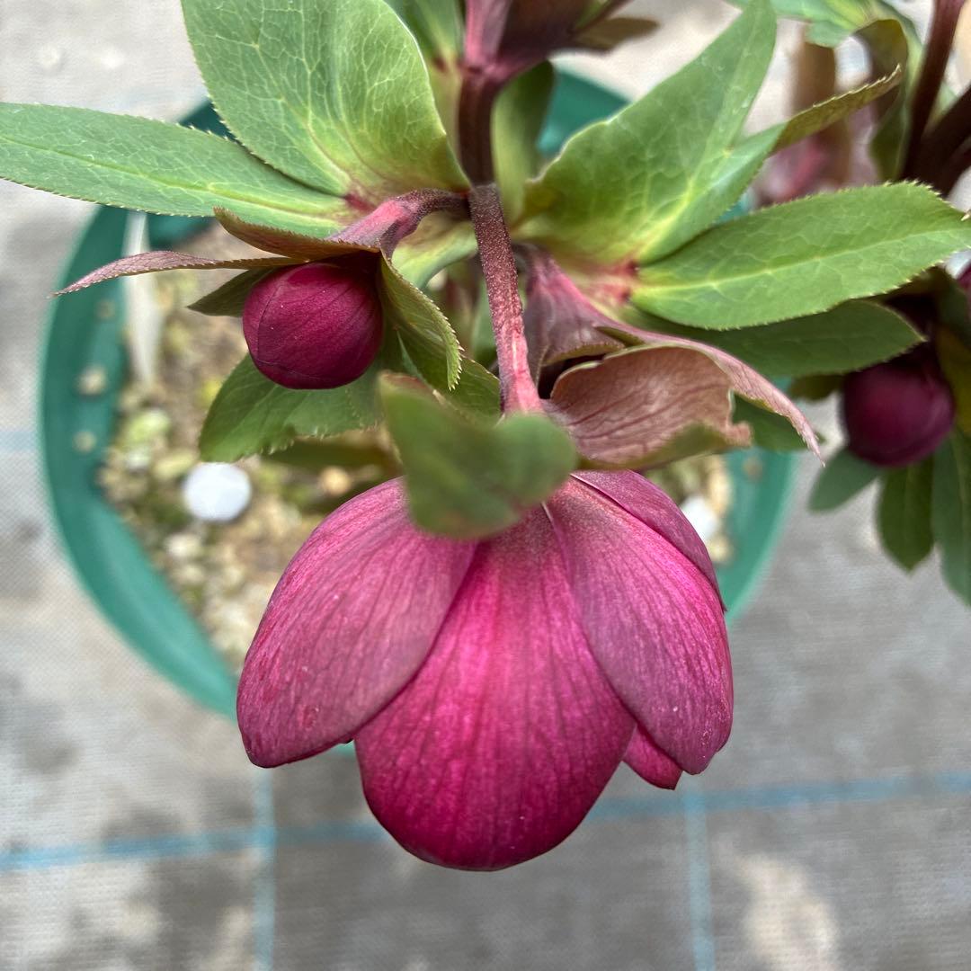 クリスマスローズ　極上レッド　７寸