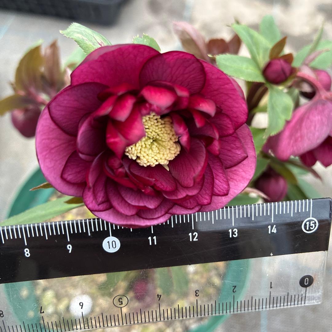 クリスマスローズ　極上レッド　７寸