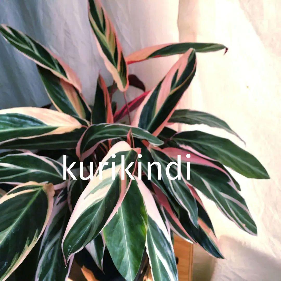 【ボリューム抜群】ストロマンテ　トリオスター(７号鉢)　単品(ca28-11)