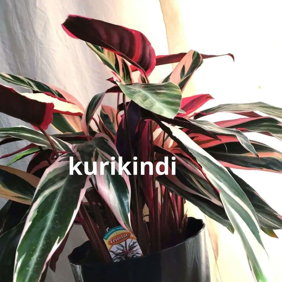 【ボリューム抜群】ストロマンテ　トリオスター(７号鉢)　単品(ca28-11)