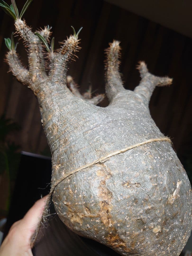 パキポディウム グラキリス