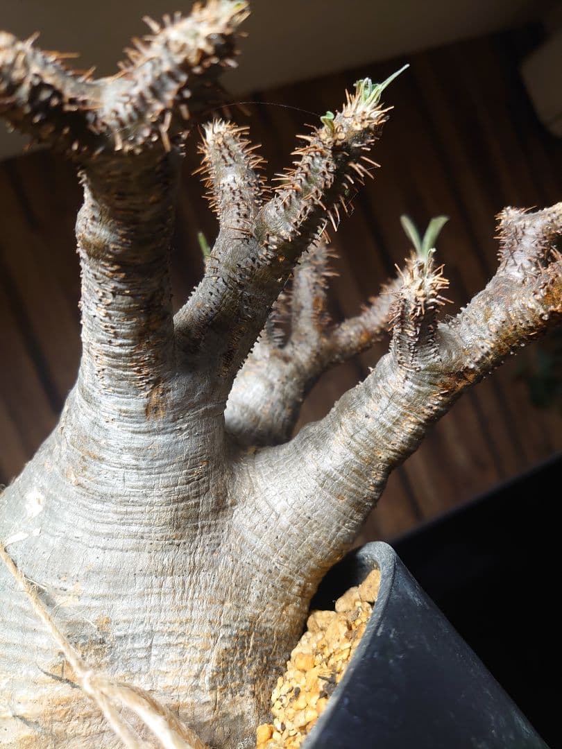 パキポディウム グラキリス