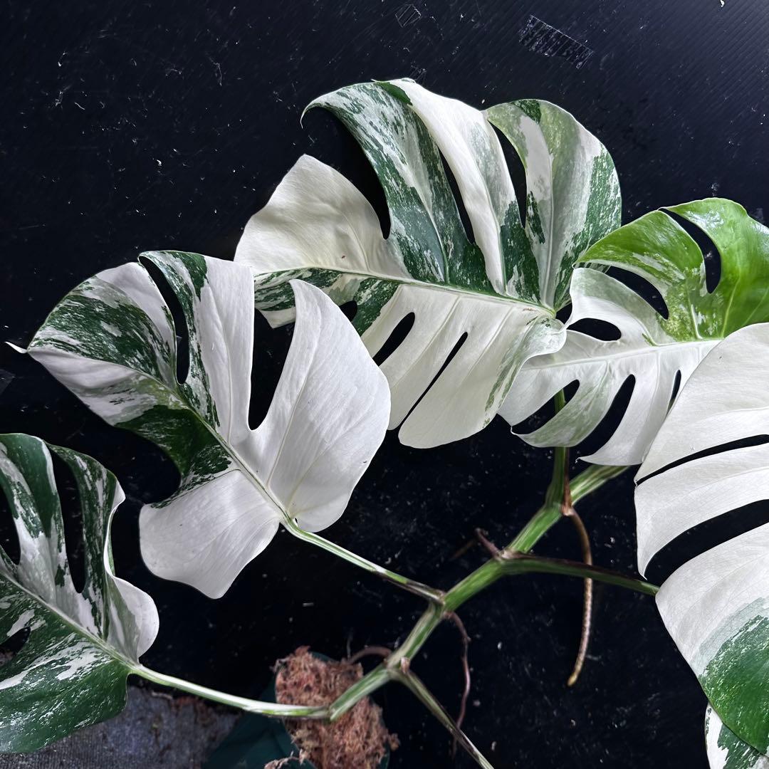 タ*子様 斑入りモンステラ ホワイトタイガー極美大株64cm白斑多