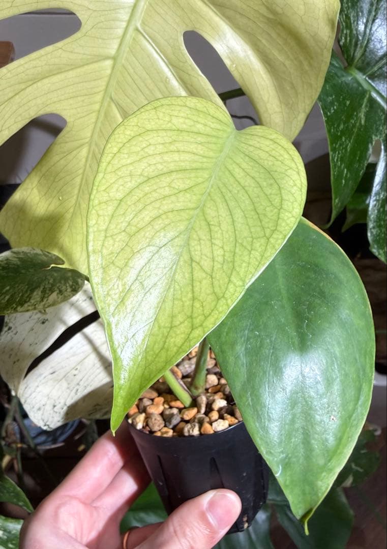 早いもの勝ちモンステラデリシオーサホワイトモンスター斑入り観葉植物