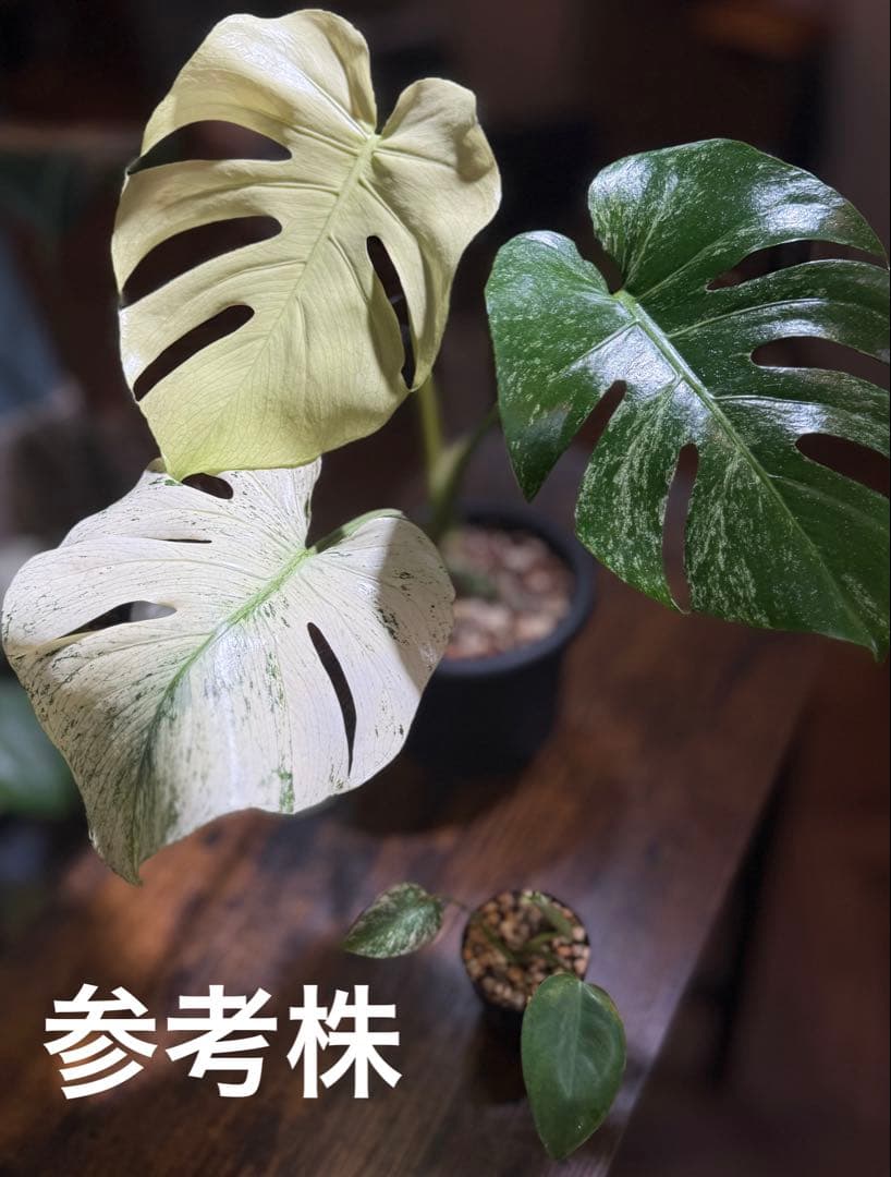 早いもの勝ちモンステラデリシオーサホワイトモンスター斑入り観葉植物