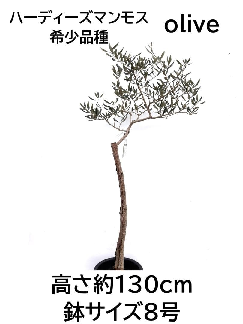 オリーブの木　ハーディーズマンモス　8号　約130cm　K-237　希少　現品