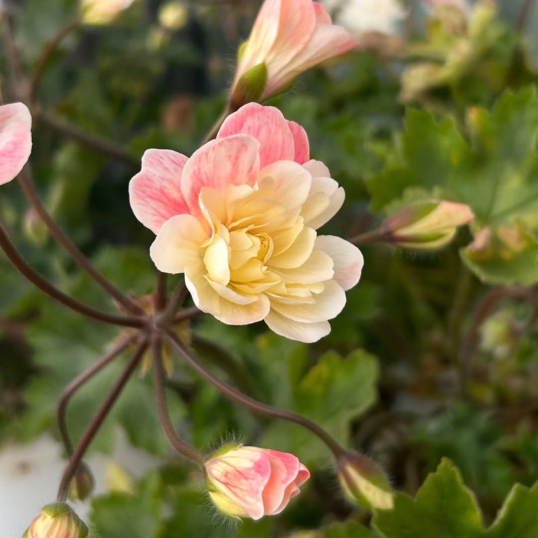 レア品種ゼラニウム　海外品種ゼラニウム　希少品種ゼラニウム