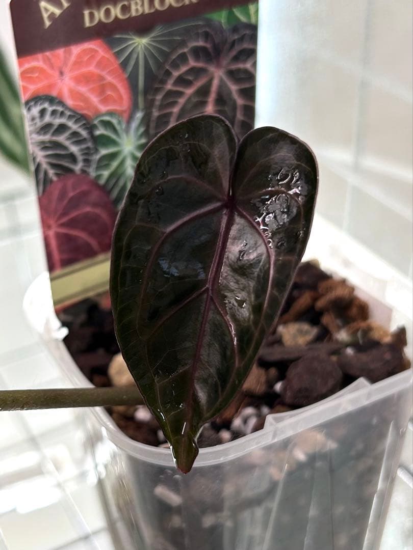 梨*♪様 アンスリウム　ドックブロック　ZARA x ZARA