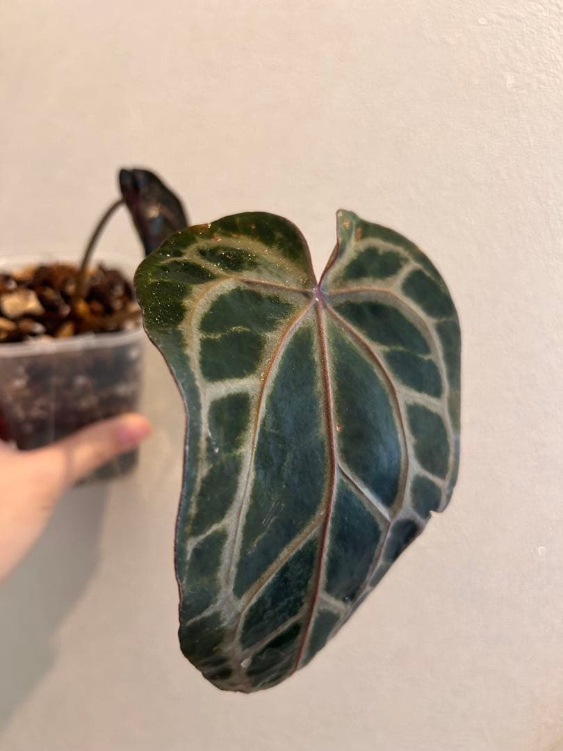 梨*♪様 アンスリウム　ドックブロック　ZARA x ZARA